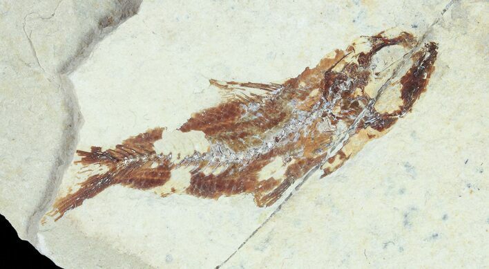 Bargain Cretaceous Fossil Fish - Lebanon #70018
